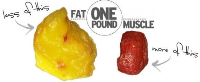 1 lb muscle vs fat